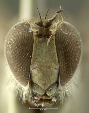 Media type: image;   Entomology 7609 Aspect: head frontal view